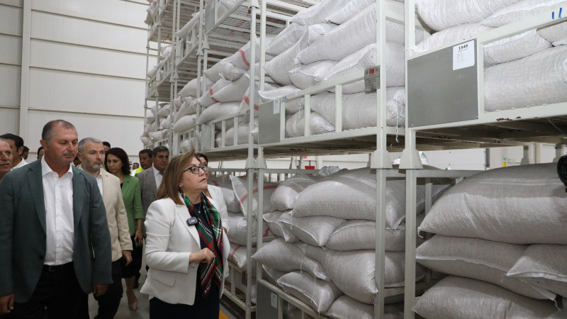 GAZİANTEP BÜYÜKŞEHİR BOZ KAVLAK FISTIĞIN ALIMINA BAŞLADI